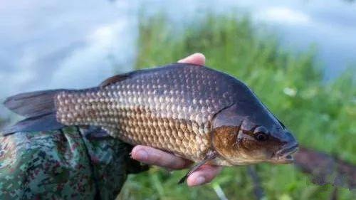 海竿不用浮漂怎么定点抛投,海竿打窝器定点最佳方法