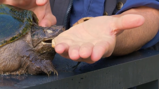 被乌龟咬到了该如何让快速松口呢,被乌龟咬住怎样让它松口