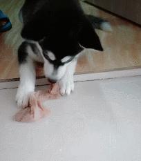 小二哈被女主人骂后白眼睛,小二哈和主人吵架