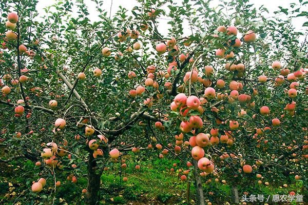 苹果炭疽叶枯病打什么药好,苹果炭疽叶枯病防治
