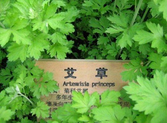 祛湿暖宫泡脚药材,三伏天女性用什么泡水喝