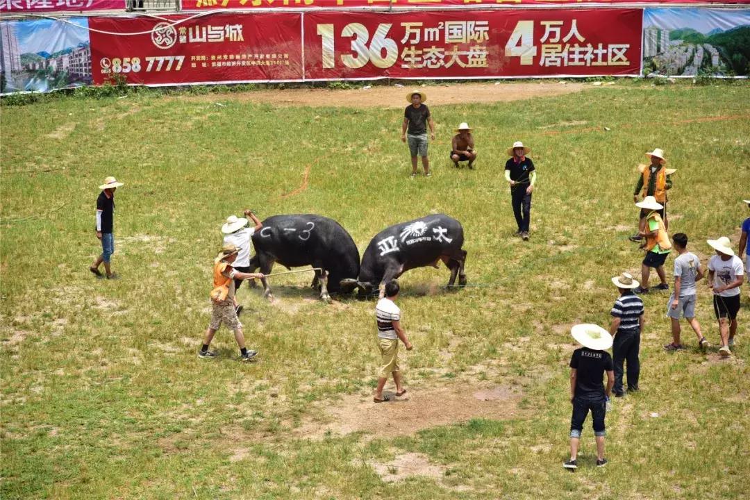 贵州凯里东方斗牛城斗牛大赛,贵州省凯里斗牛大赛