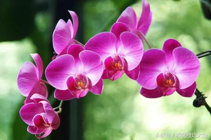 蝴蝶兰烂根怎么处理啊,怎么拯救蝴蝶兰烂根