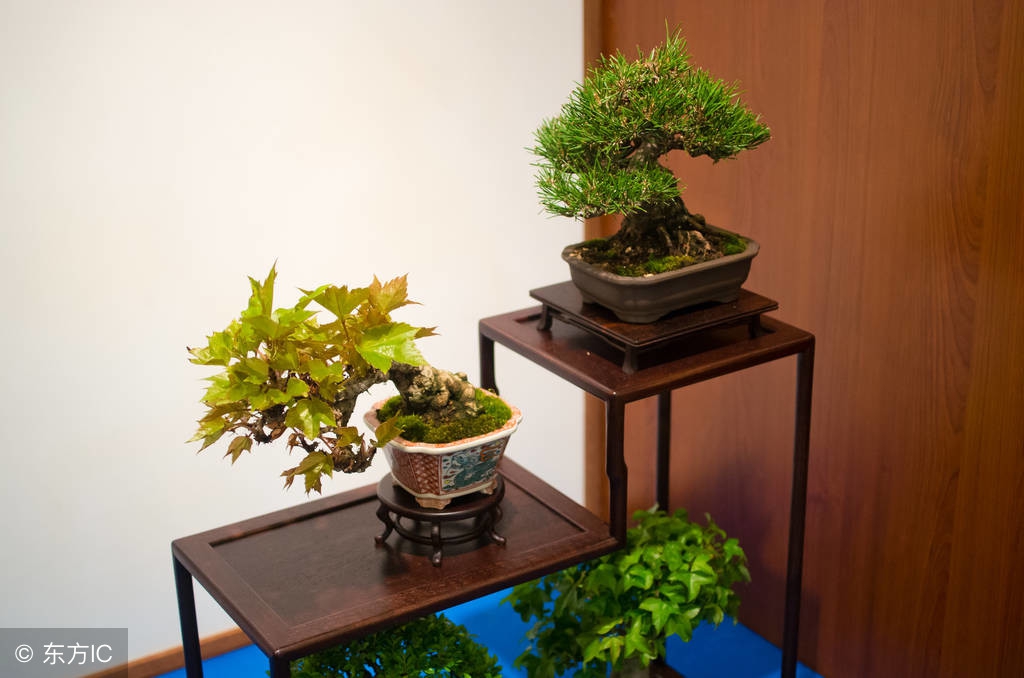 绝美优雅的盆景欣赏（太漂亮了，快分享给朋友吧！）