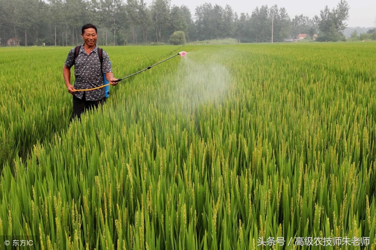 高产水稻的生长周期和产量,水稻种植增产