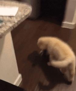 怎样让狗狗改掉咬鞋子的坏习惯,纠正狗狗咬主人鞋子的三招