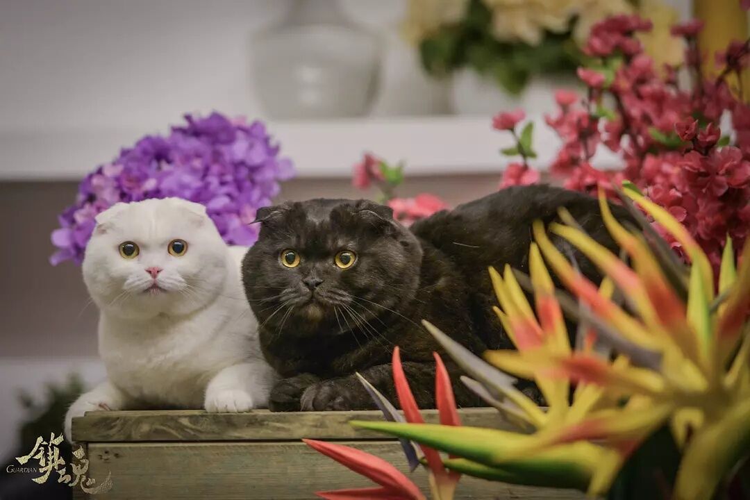 镇魂刚播出的时候,镇魂大结局是be还是he引争议