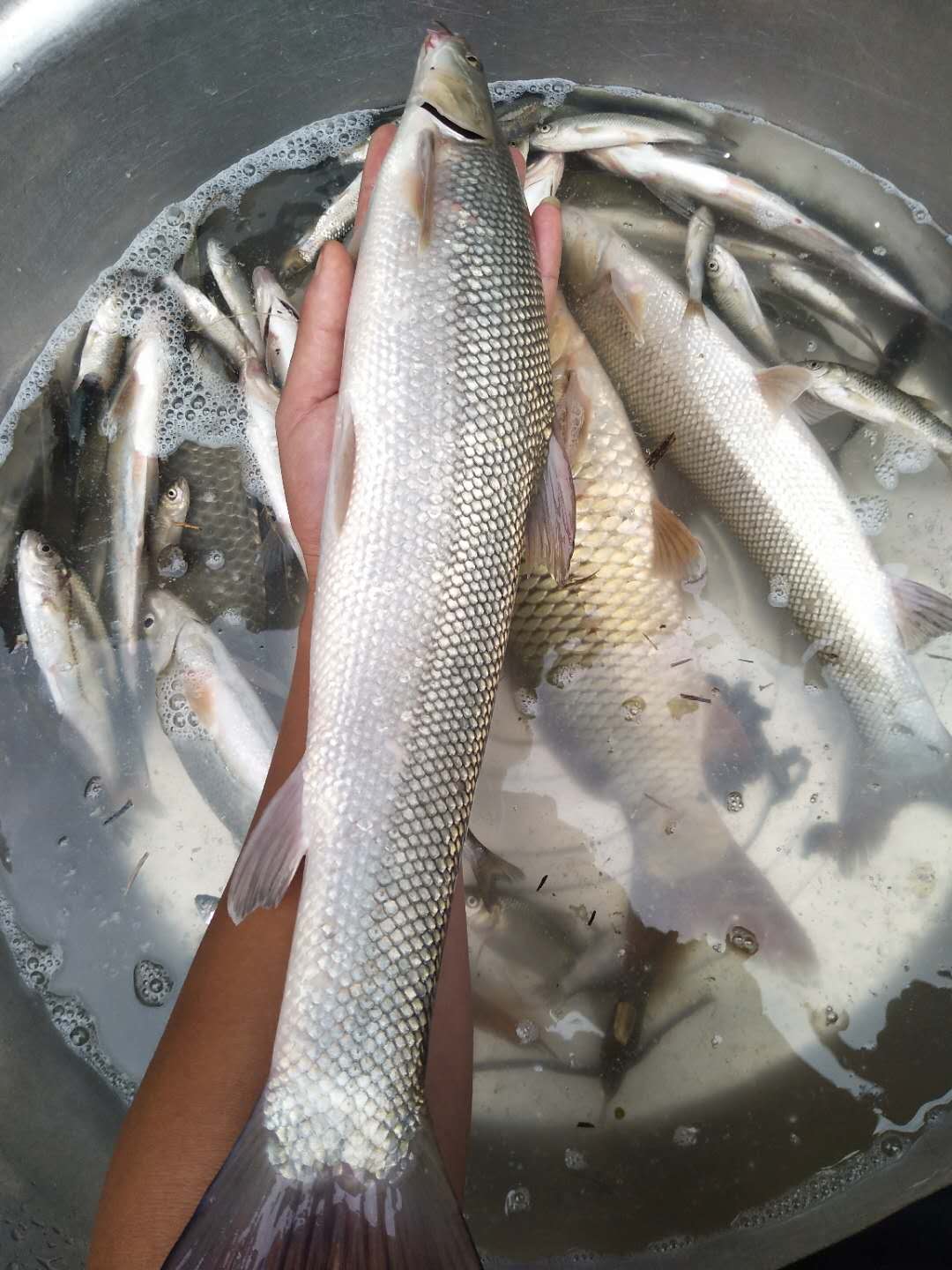 彭山沙凼钓获“怪鱼”，竟是乌兹别克斯坦大鳞鲃鱼，肉质适合烧烤