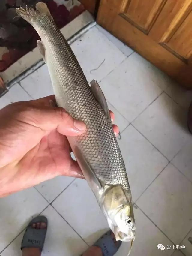 彭山沙凼钓获“怪鱼”，竟是乌兹别克斯坦大鳞鲃鱼，肉质适合烧烤