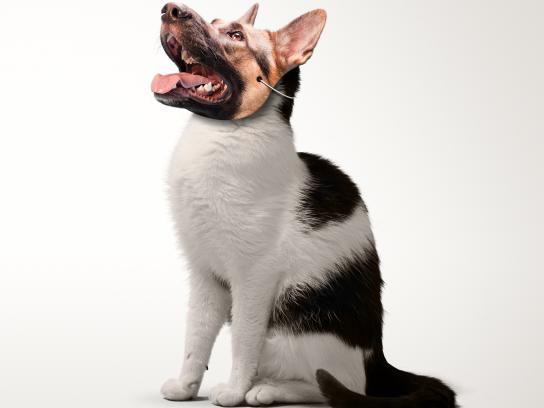 违法奶粉广告视频,奶粉处罚200万后续