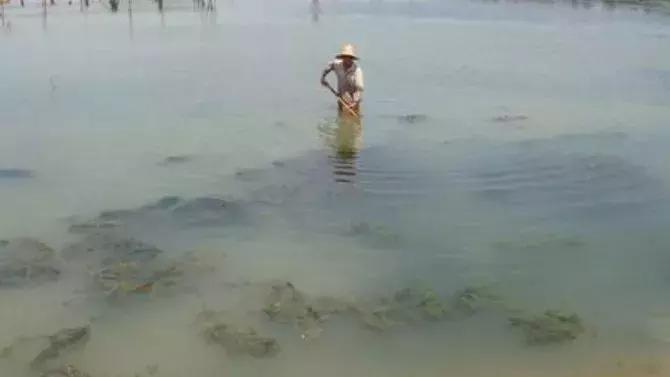 怎么判断锦鲤水质老化了,水质老化水绿了怎么变清澈