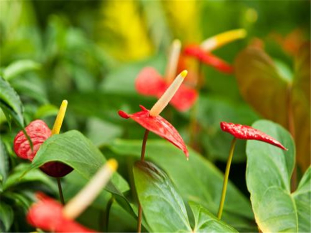 红掌花怎么越开越小呢,红掌怎么快速长新芽