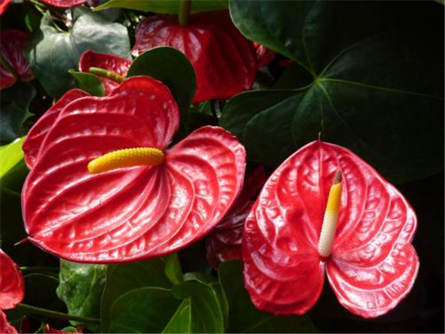 红掌花怎么越开越小呢,红掌怎么快速长新芽