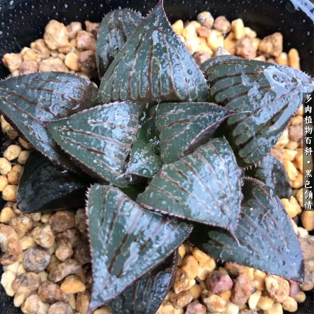 多肉的医用功效,多肉治愈句子