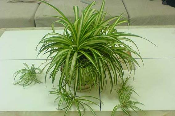 养花小知识绿植盆栽,养花知识大全盆栽绿植