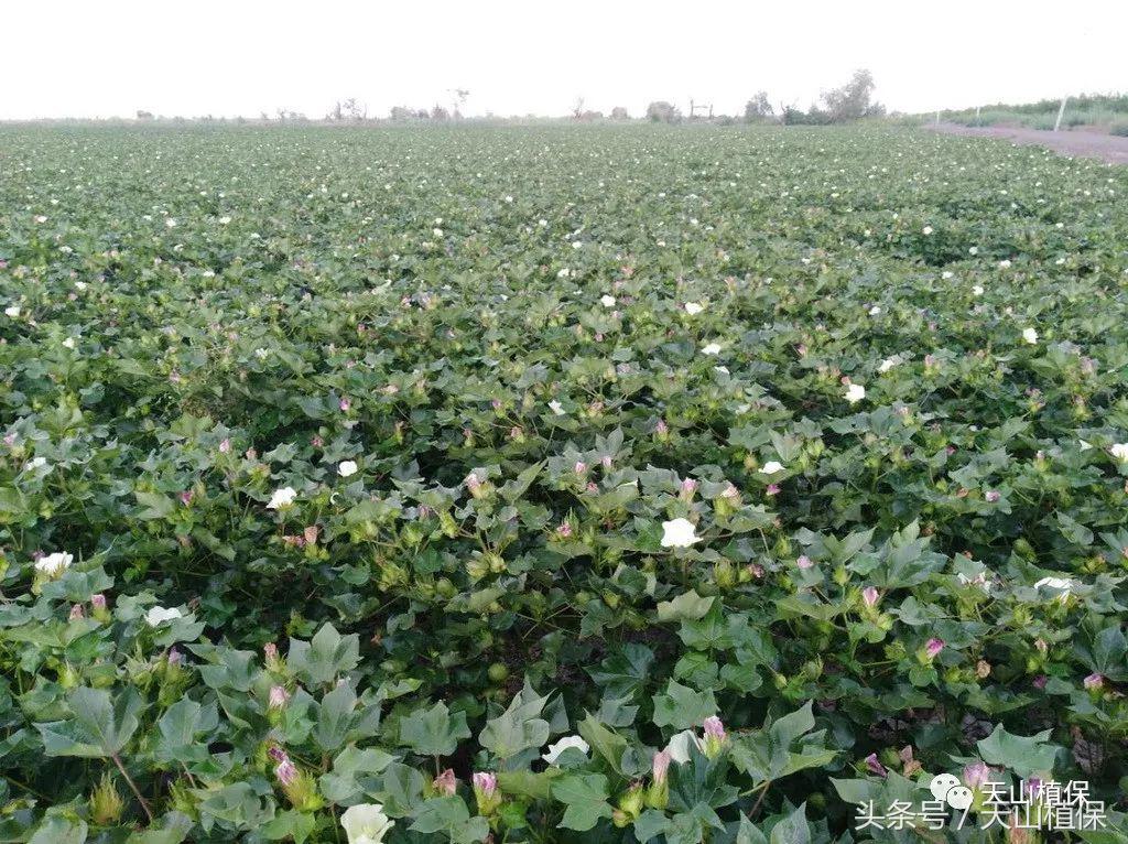 棉花蕾脱落了怎么办,棉花蕾脱落怎么处理