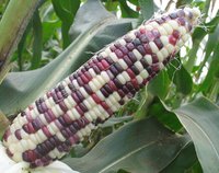 熟玉米和生玉米营养区别,粘玉米和普通玉米营养一样吗