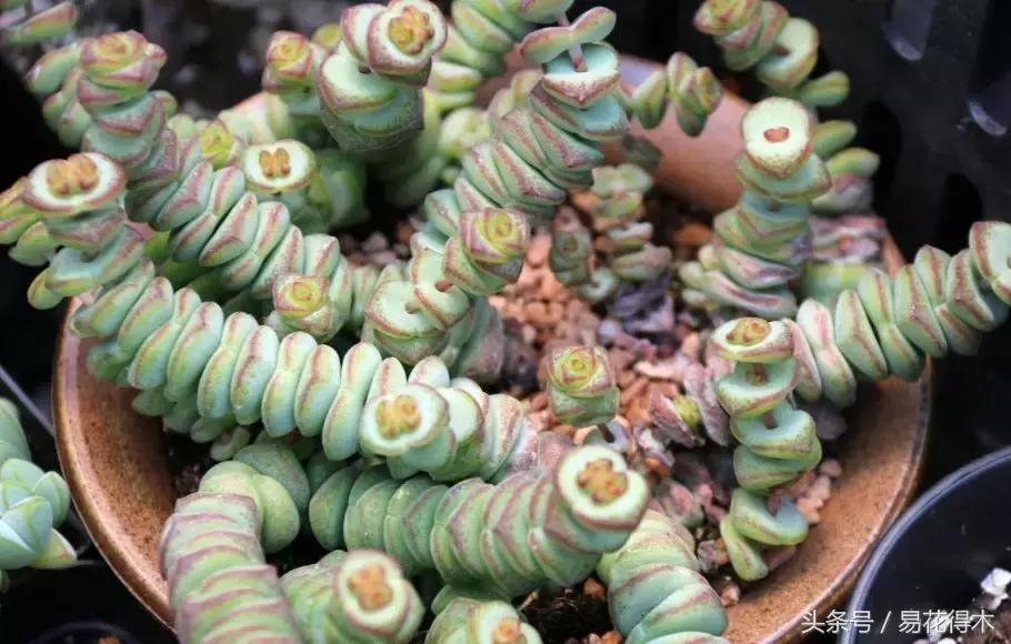 多肉叶片有霉灰怎么办,多肉植物发霉