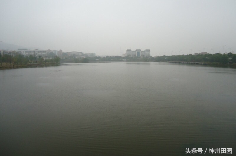 鲢鱼头与鳙鱼头的区别,鳙鱼头鲢鱼尾