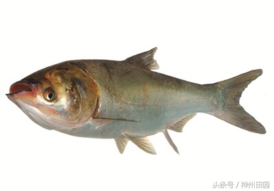 鲢鱼头与鳙鱼头的区别,鳙鱼头鲢鱼尾