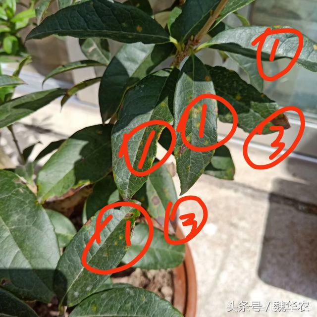 桂花树叶枯病怎么治疗,桂花树叶斑病落叶