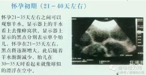 母猪b超图像如何看,怀孕100天的母猪b超影像