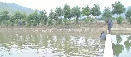 鱼塘养鱼怎么防死,阴雨天鱼塘管理
