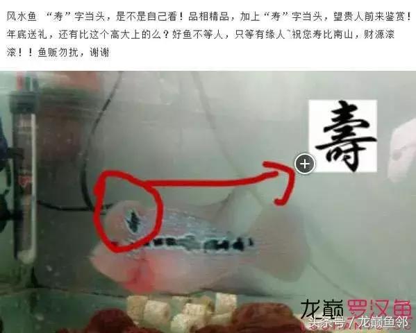 罗汉鱼有假的吗,红色罗汉鱼有什么寓意