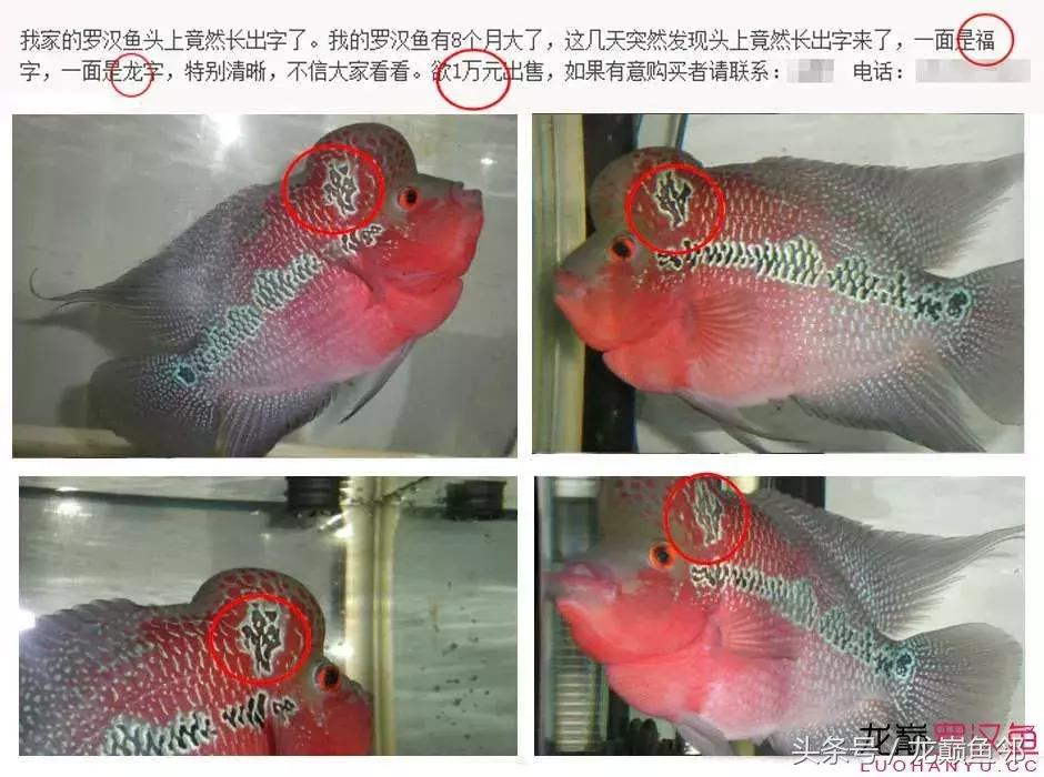 罗汉鱼有假的吗,红色罗汉鱼有什么寓意