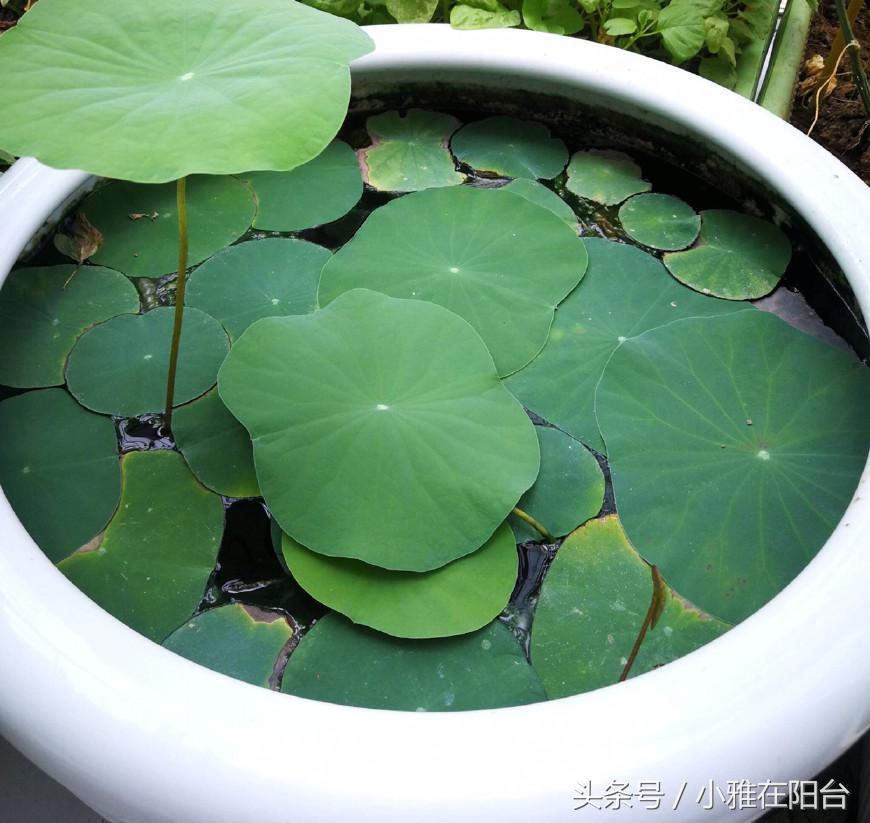 碗莲只长叶不开花，用一个妙招，花苞蹭蹭冒，开了一朵又一朵