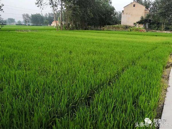 严重药害事件的处理办法,农作物遇到的药害怎么解除