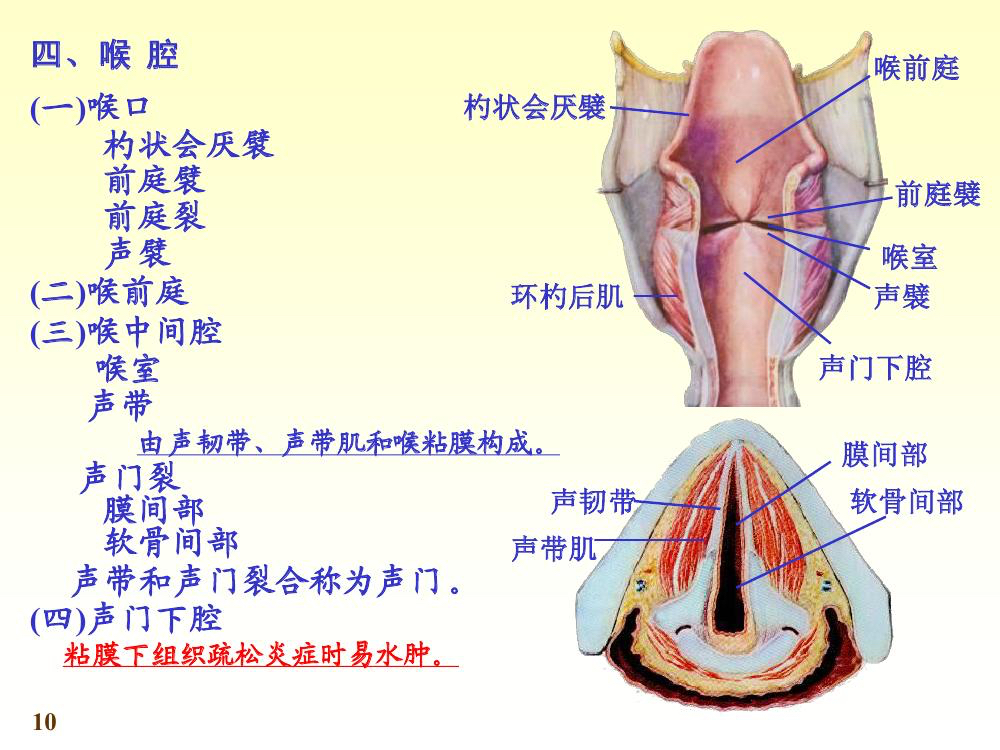 人体解剖学喉的讲课视频,人体解剖生理学咽喉的介绍