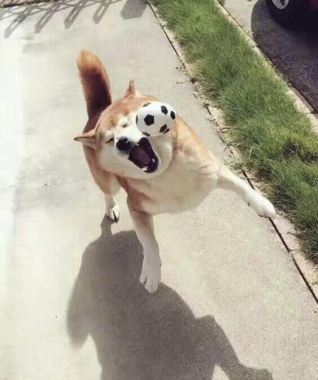 盘点狗狗们的那些搞笑瞬间,狗狗们的蠢萌瞬间