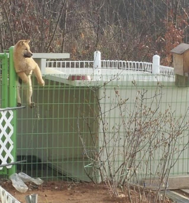 盘点狗狗们的那些搞笑瞬间,狗狗们的蠢萌瞬间