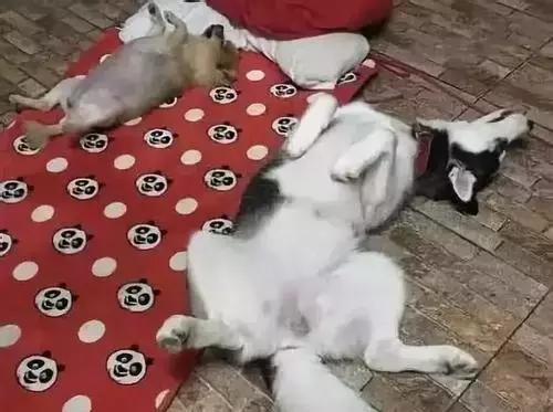 福懋动物诊所西槎路分院,福懋动物医院从化