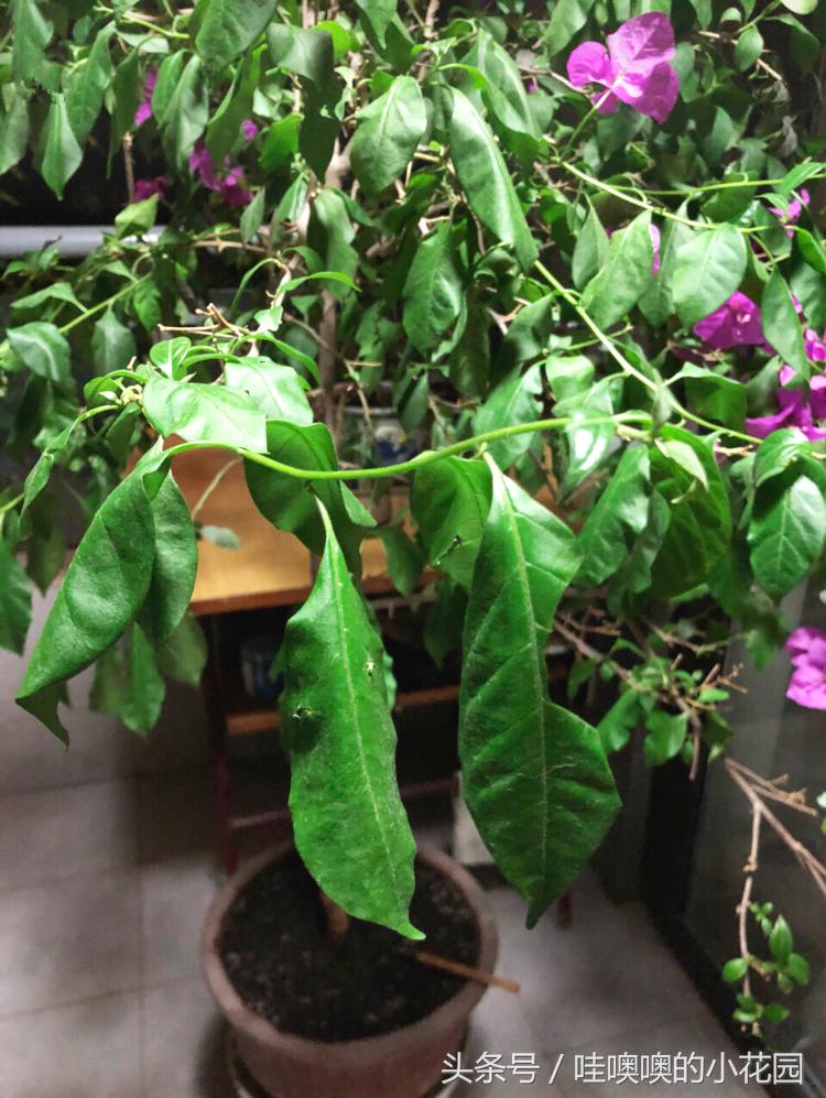 三角梅叶子总是打蔫怎么回事,三角梅叶子皱巴巴什么原因