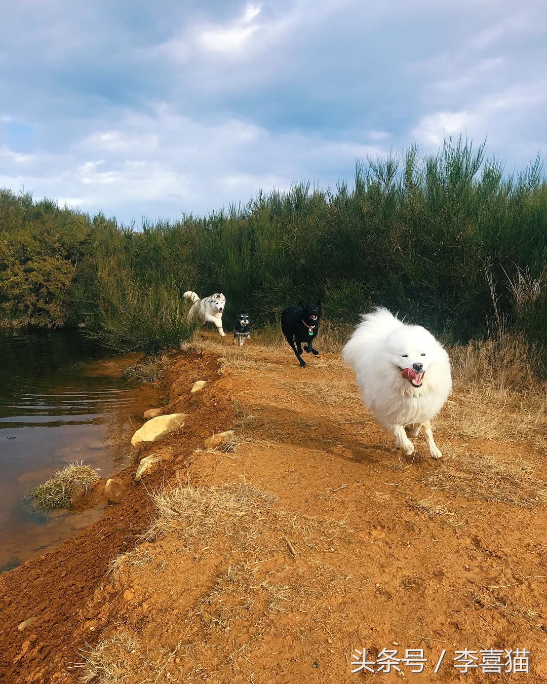 被狗狗咬伤一定要打蛋白么,被狗狗咬伤一定要打狂犬疫苗吗