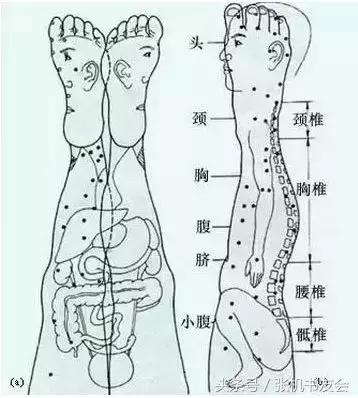 针灸按摩全息图（收藏版）