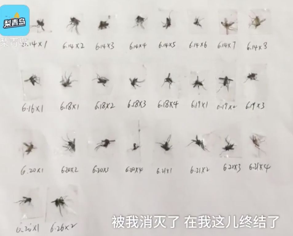 对不起，你永远都不可能是蚊子的对手