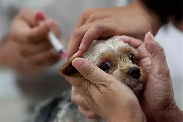 狗狗长螨虫怎么治才能好,狗狗体外驱虫对狗狗有伤害吗