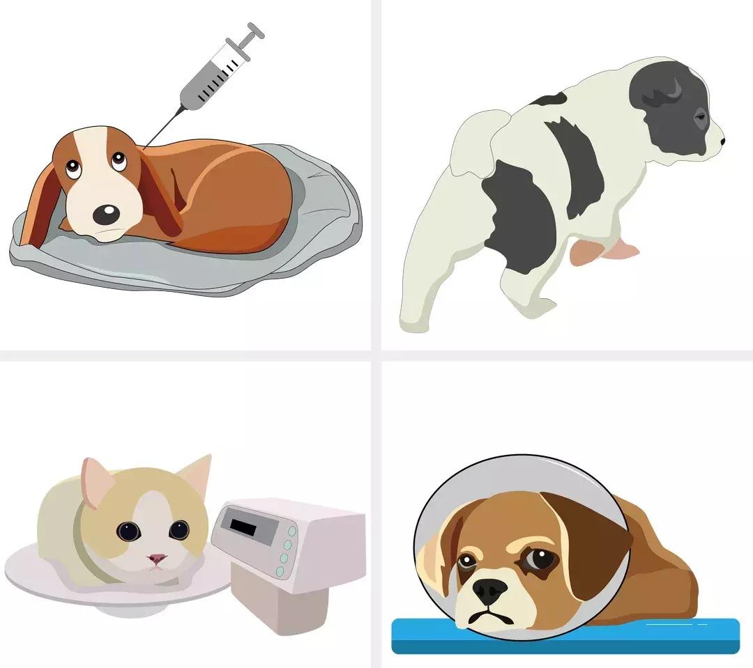 狂犬病科普知识讲解,关于狂犬病毒的科普知识文章