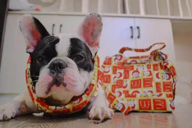 法牛绿色衣服,法牛抗寒衣服