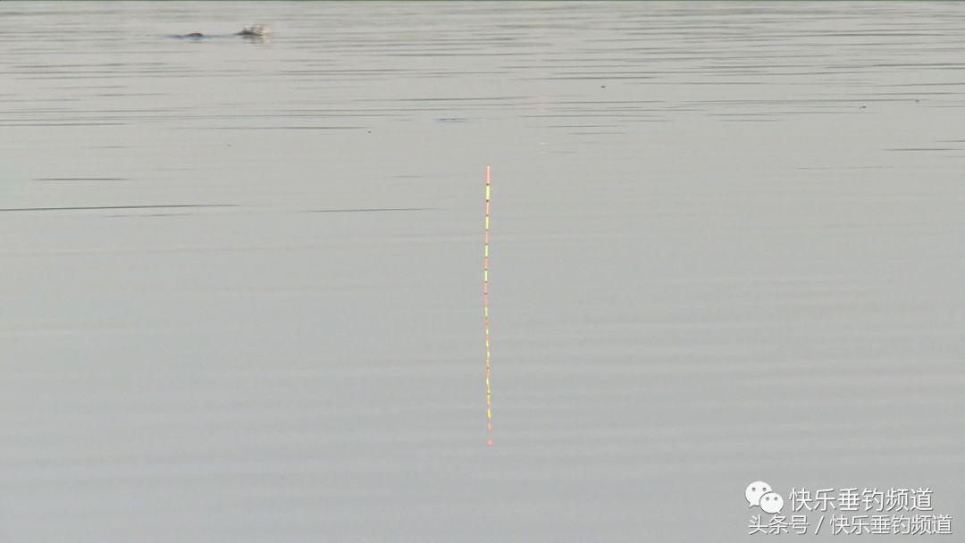 夏季用玉米粒钓草鱼怎样调漂,夏季钓草鱼用多长的鱼竿