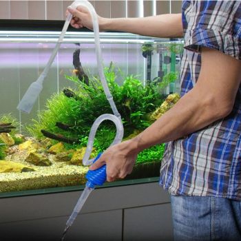 鱼缸的粪便怎么处理干净,鱼缸的粪便什么鱼可以处理