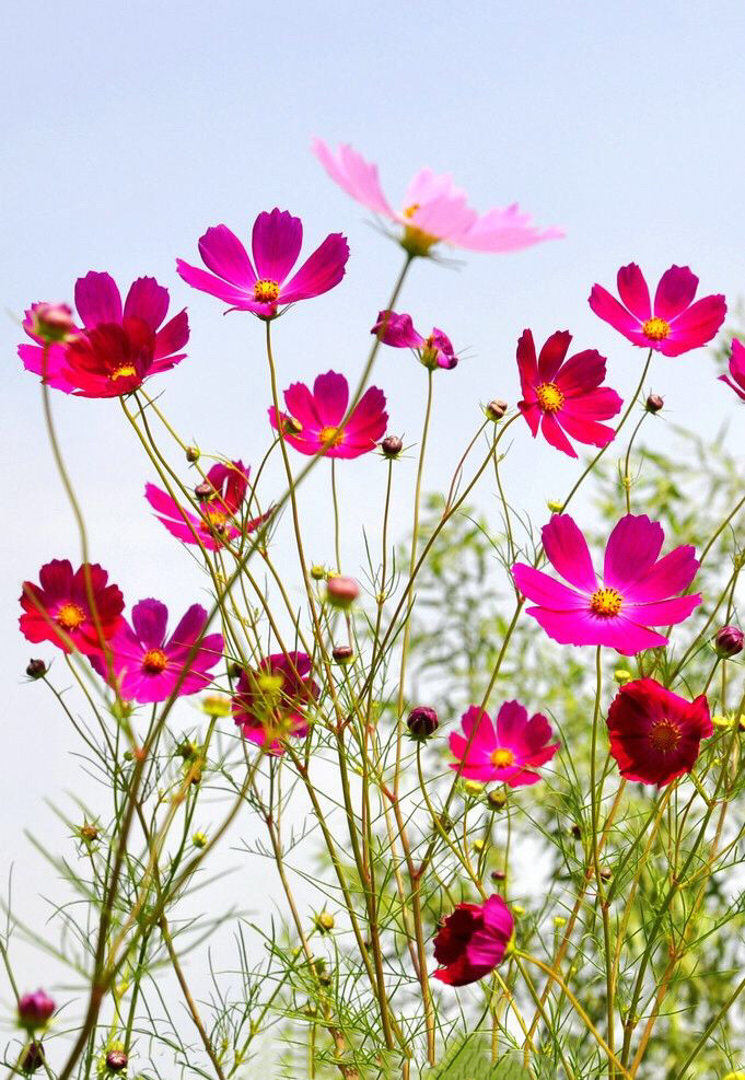 都认识“它”吧？我们老家管它叫“扫帚梅”你们那叫什么？