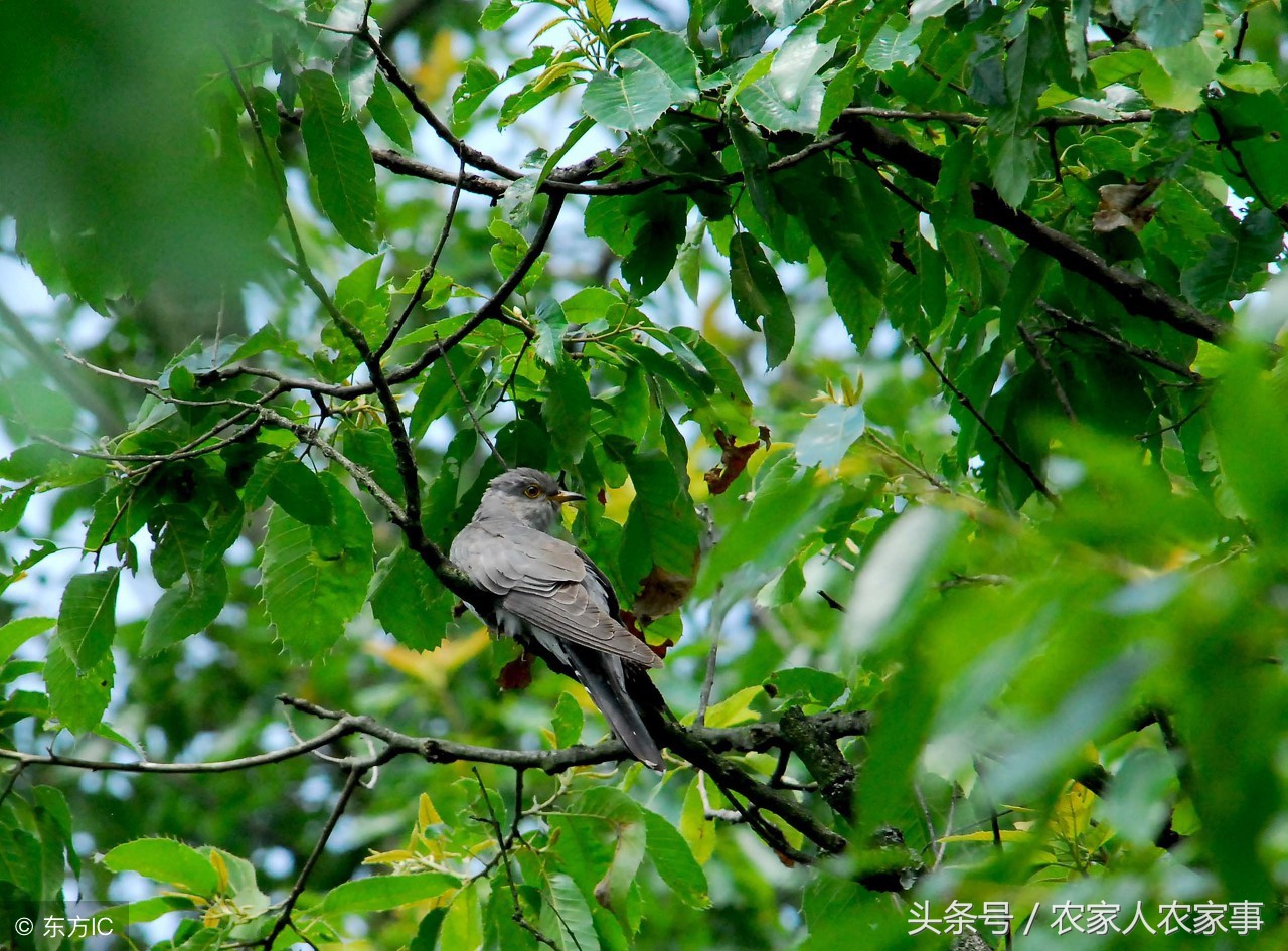 鸟预测天气的谚语,对天气预测有智慧的谚语