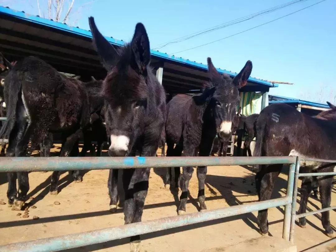 养驴业获政府支持，迎来发展新机会