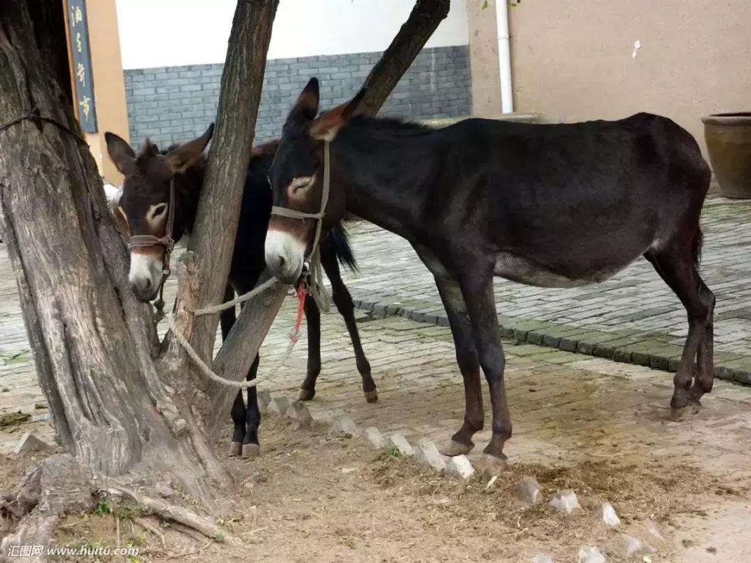 养驴业获政府支持，迎来发展新机会