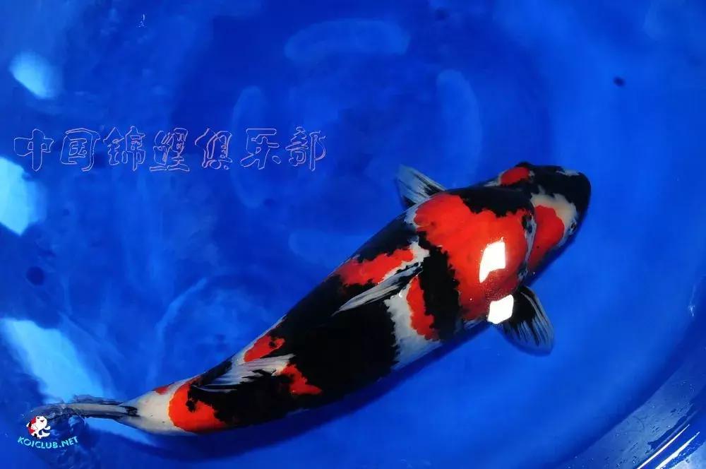 锦鲤知识分享锦鲤饲养经验,一位鱼友和锦鲤的春夏秋冬