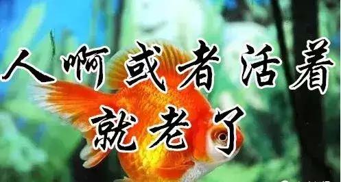 知足常乐每天都要保持开心的态势,知足常乐开心过好每一天